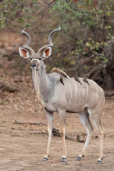 Plan Panoramique Belle Antilope Kudu — Photo
