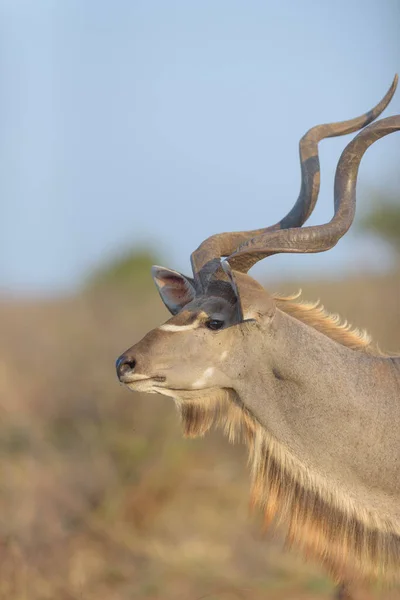 Γραφική Φωτογραφία Της Όμορφης Αντιλόπης Kudu — Φωτογραφία Αρχείου