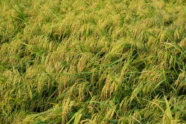 Grønne Ris Planter Marken - Stock-foto