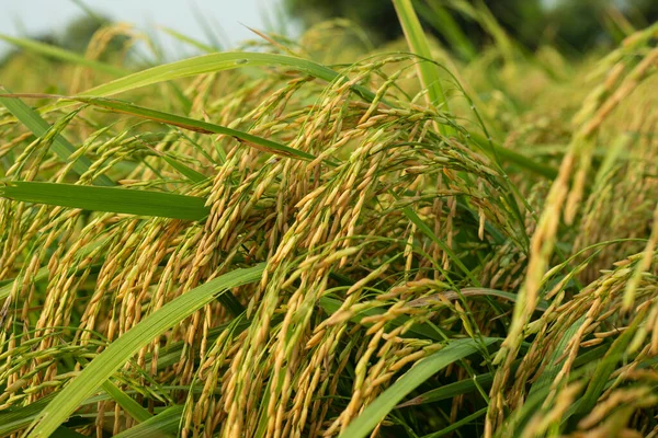 Green Rice Plants Field — Stock Photo, Image