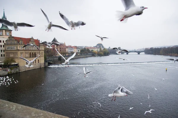Seagulls Flight Background Sights Old City Charles Bridge View Vltava — Stock Photo, Image