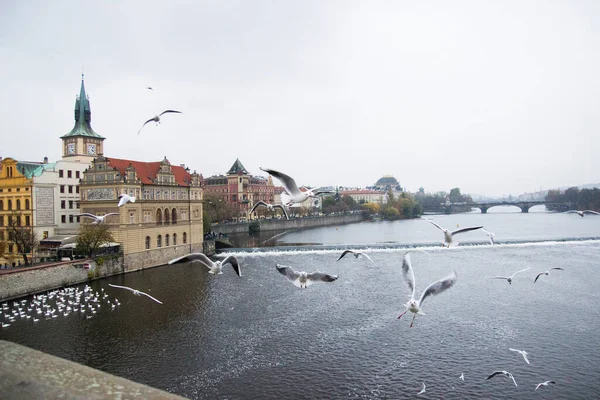 旧市街 カレル橋の景色を背景に飛行中のカモメやヴルタヴァ川 プラハ城 プラハ チェコ共和国への眺め — ストック写真