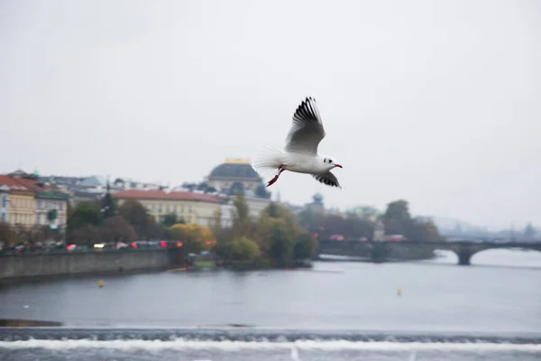 海鸥在老城市查尔斯桥的背景下飞行 可以看到捷克共和国布拉格城堡的Vltava河 — 图库照片