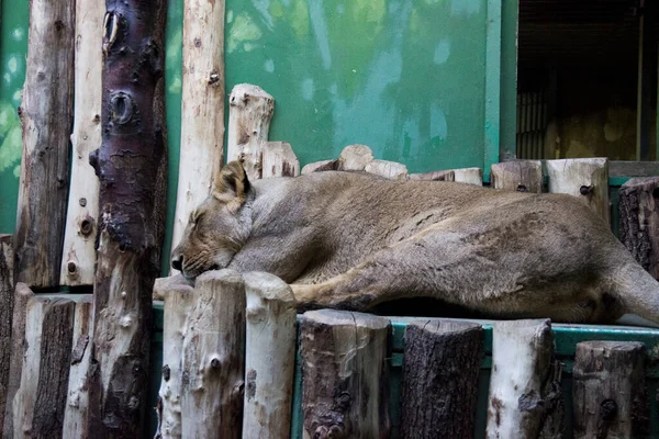 Female Lion Sleeping Relaxing Zoo — Stock Photo, Image