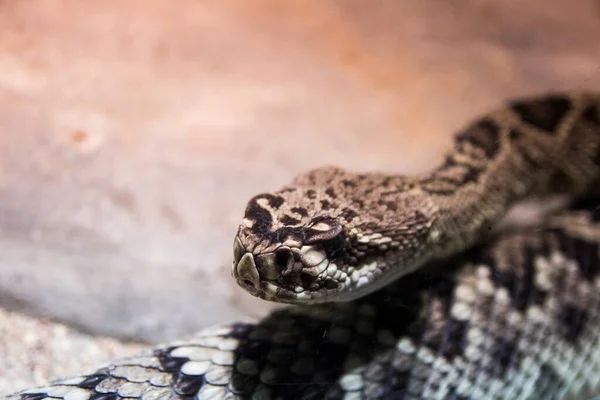 動物園の彼の場所から人々を見て大きなヘビ — ストック写真