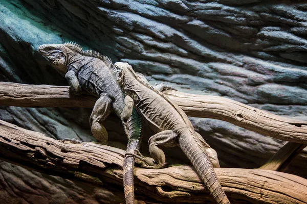 两只硕大的成年鬣蜥在动物园的水族馆里休息 野生生物 — 图库照片