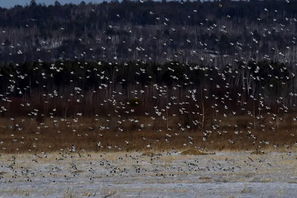 Birds Snow Bunting Flight Breeding Areas — Stock Photo, Image
