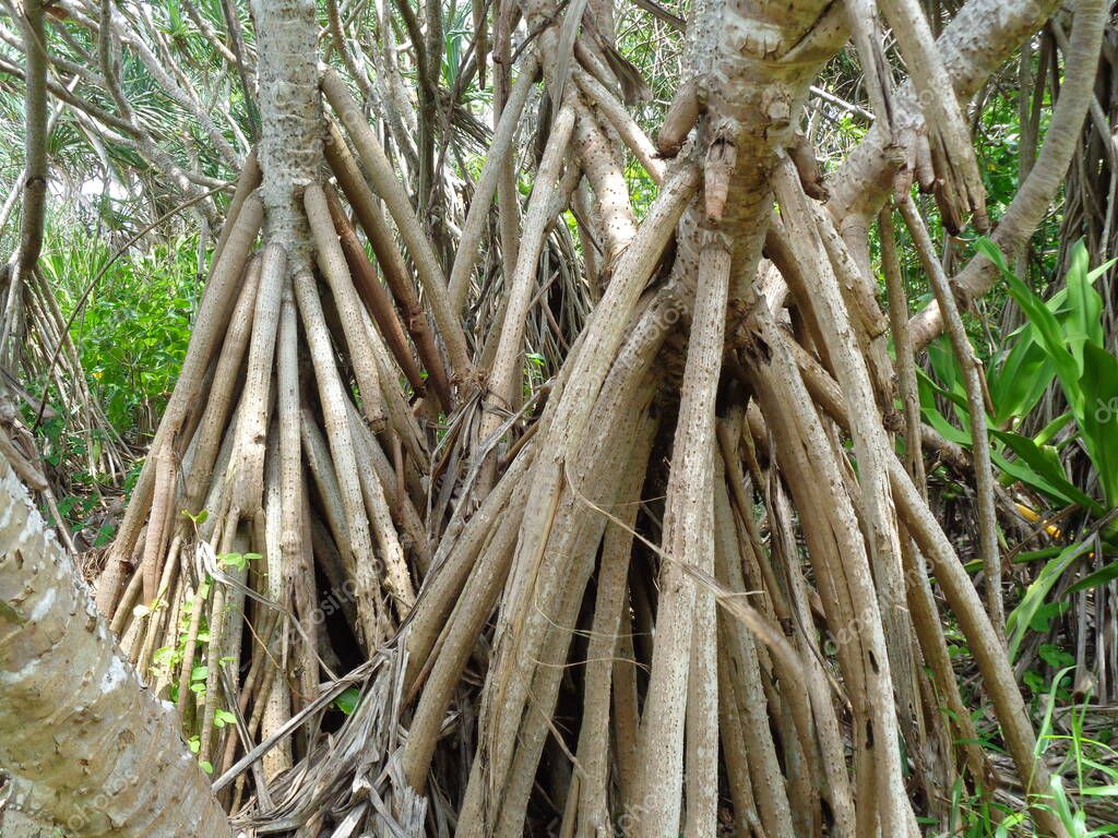 "Raíz fragante de pino tornillo (Pandanus fascicularis, Pandanus