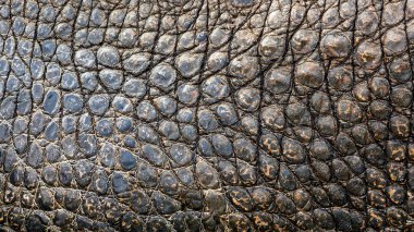 Timsah derisi arka plan yakın plan görüntüsü