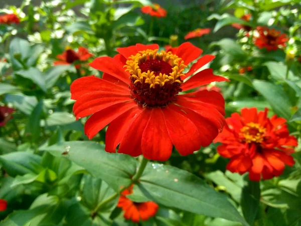 stock image Zinnia elegans (youth and age, common zinnia, elegant zinnia) flower with natural background