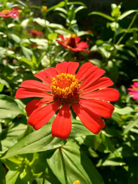 stock image Zinnia elegans (youth and age, common zinnia, elegant zinnia) flower with natural background