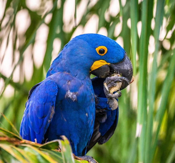 Hiacynt Macaw Siedzi Palmie Orzechy — Zdjęcie stockowe