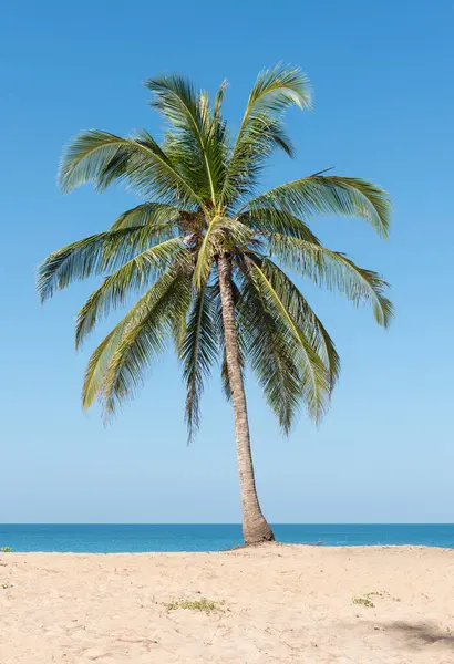 Palme Cocco Sulla Spiaggia — Foto Stock