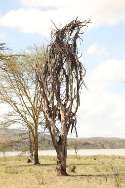 Kenya 'da Kuru Ağaçlar
