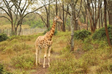 Doğada güzel bir zürafa