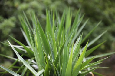 Taze Organik Hint İlaç Tesisleri  