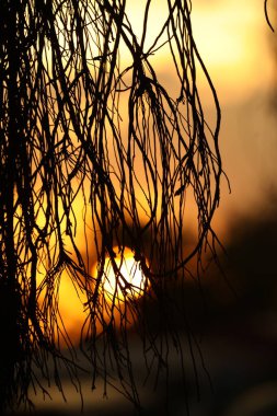 Dev ağacın kökleri, yakın görüş