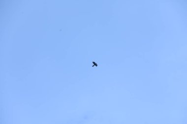 Kuşlar gökyüzünde uçuyor