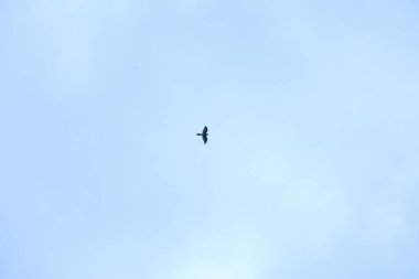 Kuşlar gökyüzünde uçuyor