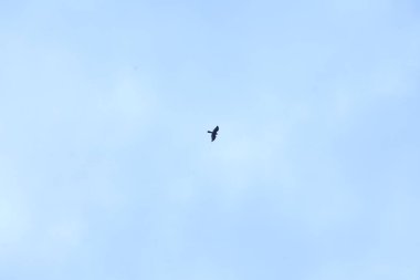 Kuşlar gökyüzünde uçuyor