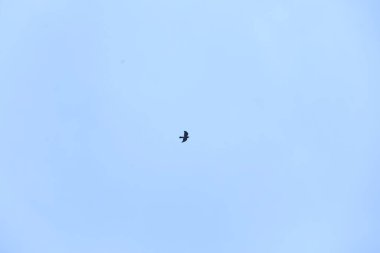 Kuşlar gökyüzünde uçuyor