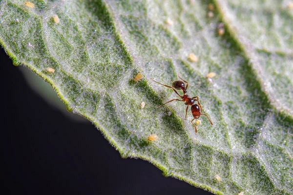 Formigas Pulgões Perto — Fotografia de Stock
