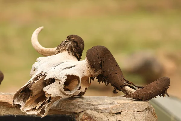 Cráneo Animal Desierto —  Fotos de Stock
