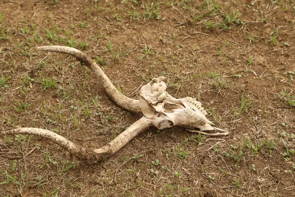 非洲地面的动物骷髅 — 图库照片
