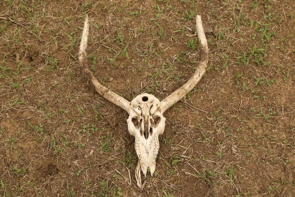Animal Skull on ground in Africa