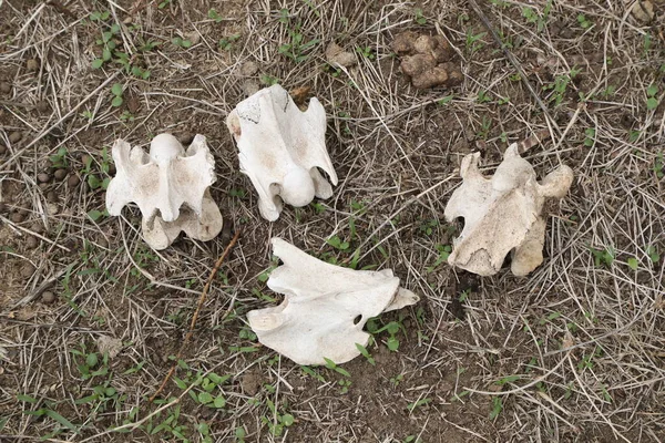 Crânes Animaux Sur Terrain Afrique — Photo
