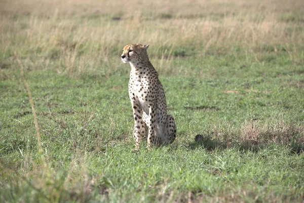 Cheetah Gras Close — Stockfoto