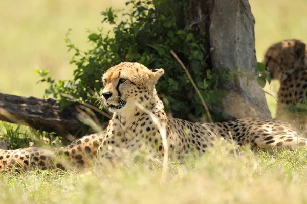 Cheetah Gras Close — Stockfoto