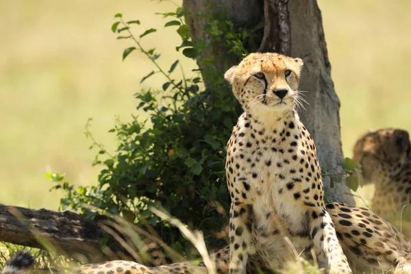Cheetah Dier Natuur Flora Fauna Concept — Stockfoto