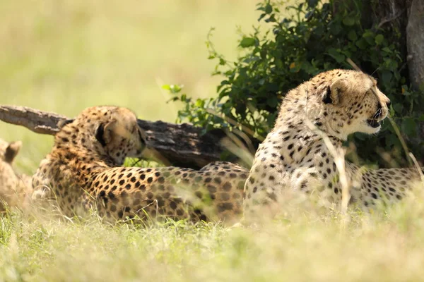 Cheetah Animals Grass — Stock Photo, Image