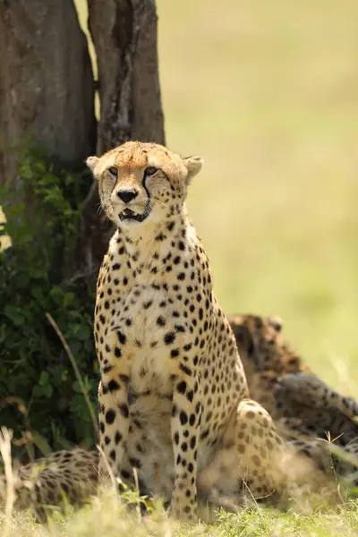 Gepardí Zvíře Přírodě Flóra Fauna Koncept — Stock fotografie