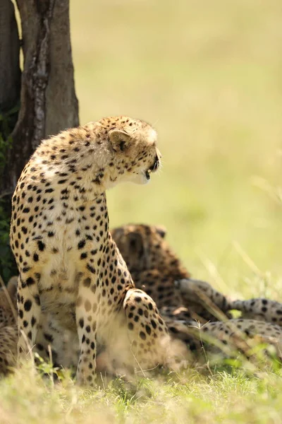 Cheetah Animais Grama — Fotografia de Stock