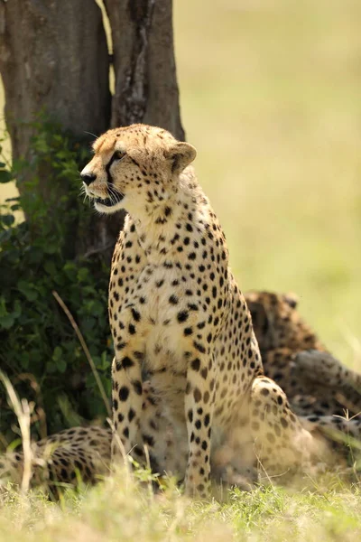 Gepardí Zvíře Přírodě Flóra Fauna Koncept — Stock fotografie