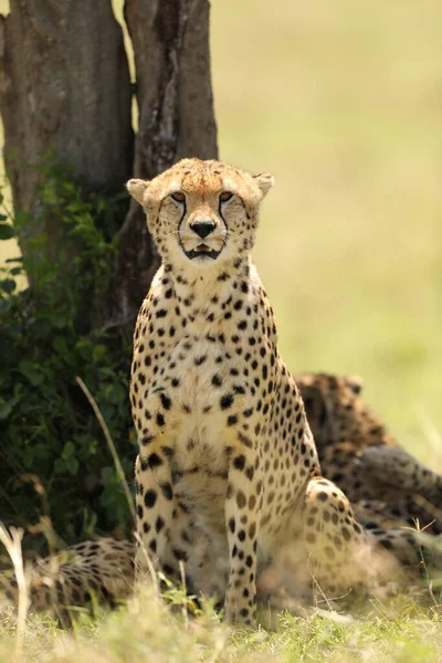 Gepard Zwierząt Przyrodzie Flory Fauny Koncepcji — Zdjęcie stockowe
