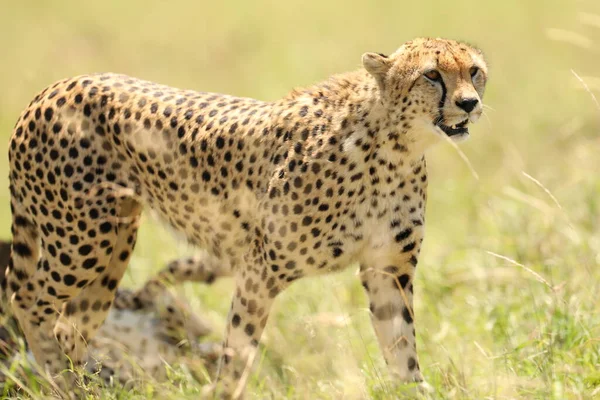 Cheetah Dier Natuur Flora Fauna Concept — Stockfoto