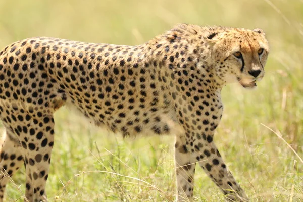 Gepard Zwierząt Naturze Trawy Flory Fauny Koncepcji — Zdjęcie stockowe