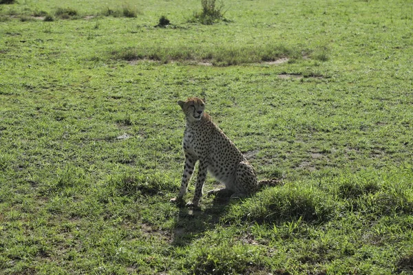 Gepardí Zvíře Přírodě Tráva Flóra Fauna Koncept — Stock fotografie