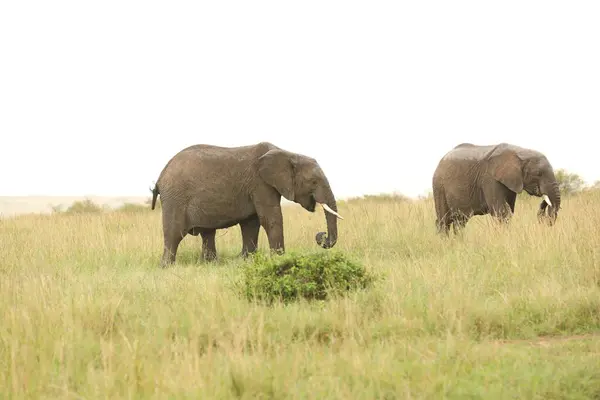 Elefanți Natură Sălbatică Vedere Timpul Zilei — Fotografie, imagine de stoc