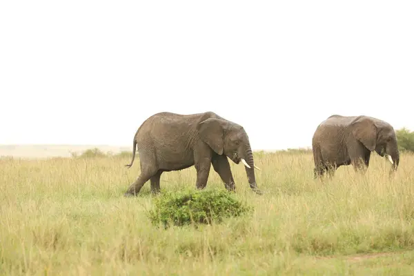 Elefantes Naturaleza Salvaje Vista Diurna — Foto de Stock