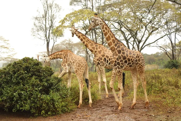 Girafa Floresta Vida Selvagem Fauna Flora — Fotografia de Stock