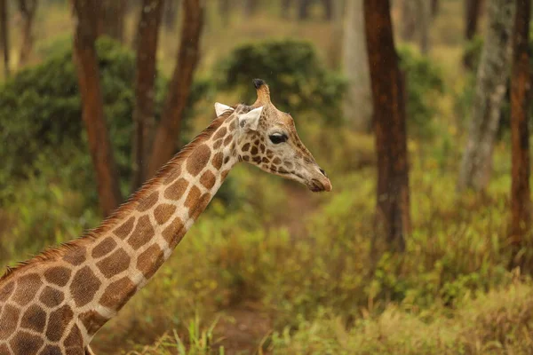 Beautiful Giraffe Nature Habitat — Stock Photo, Image