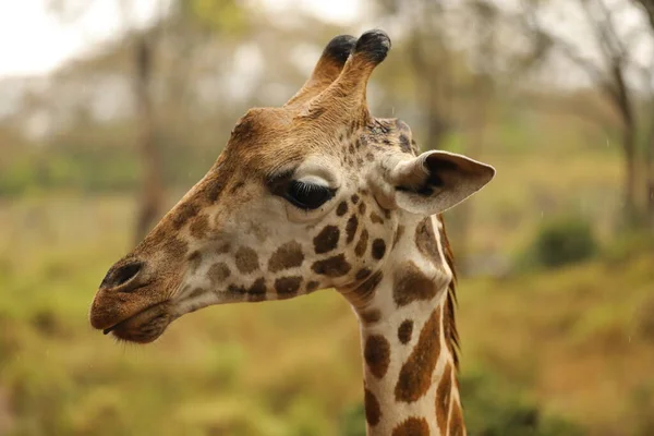Girafa Bonita Habitat Natureza — Fotografia de Stock