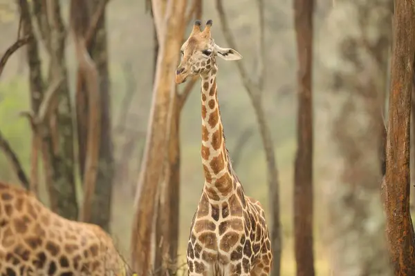 Giraffe Wald Tierwelt Fauna Flora — Stockfoto