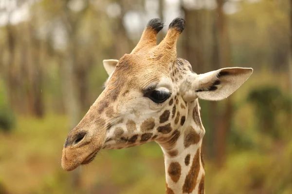 Beautiful giraffe in nature habitat