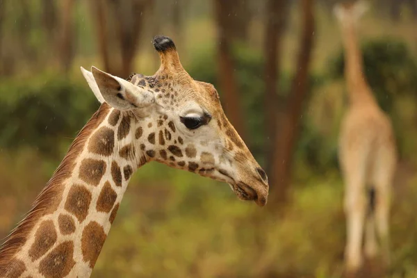 Schöne Giraffe Natürlichen Lebensraum — Stockfoto