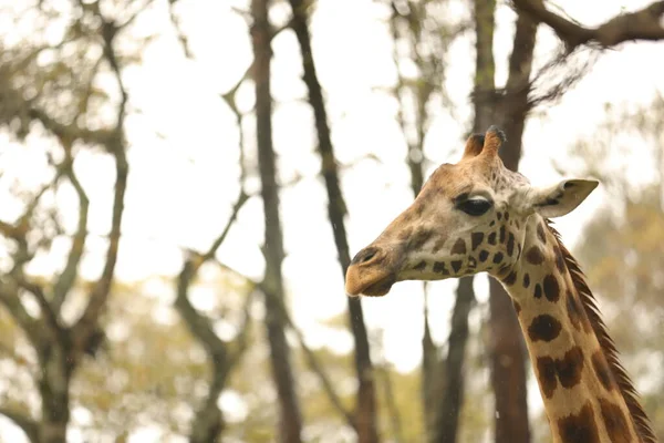 Girafa Bonita Habitat Natureza — Fotografia de Stock